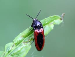 Attēlu rezultāti vaicājumam “Ampedus sanguinolentus”