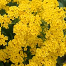 Image result for Alyssum saxatile