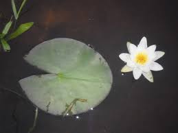 Attēlu rezultāti vaicājumam “Nymphaea candida leaf”