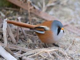 Attēlu rezultāti vaicājumam “Panurus biarmicus male”