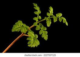 Attēlu rezultāti vaicājumam “Botrychium multifidum”