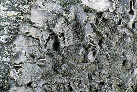 Attēlu rezultāti vaicājumam “Parmelia serrana”