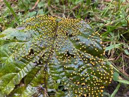 Attēlu rezultāti vaicājumam “Stemonitis fusca plasmodium”