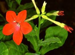 Image result for Nicotiana x sanderae
