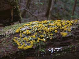 Attēlu rezultāti vaicājumam “Fuligo septica var. flava young”