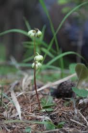 Attēlu rezultāti vaicājumam “Pyrola chlorantha”