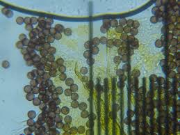 Attēlu rezultāti vaicājumam “Physarum viride var. aurantium stalked”