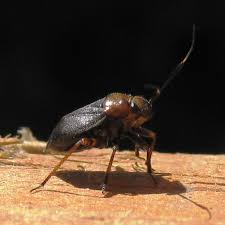 Attēlu rezultāti vaicājumam “Capsus ater”