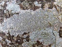 Attēlu rezultāti vaicājumam “Graphis scripta”