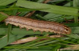 Attēlu rezultāti vaicājumam “Apamea remissa”