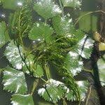 Attēlu rezultāti vaicājumam “Najas major leaf”