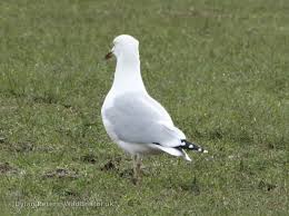 Attēlu rezultāti vaicājumam “Larus argentatus”