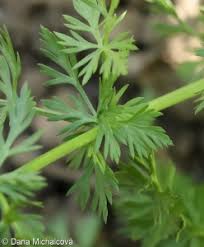 Attēlu rezultāti vaicājumam “Carum carvi leaf”