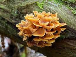 Attēlu rezultāti vaicājumam “Xeromphalina campanella”