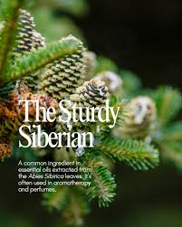 Attēlu rezultāti vaicājumam “Abies sibirica”