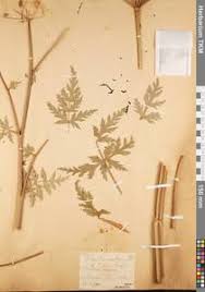 Attēlu rezultāti vaicājumam “Libanotis montana”