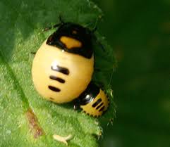 Attēlu rezultāti vaicājumam “Tritomegas bicolor imago”