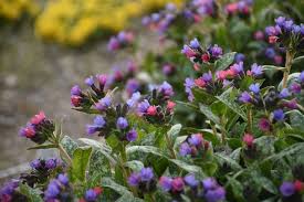 Image result for Pulmonaria officinalis