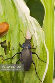 Attēlu rezultāti vaicājumam “Carabus violaceus”