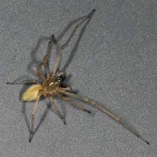 Attēlu rezultāti vaicājumam “Cheiracanthium sp. male”