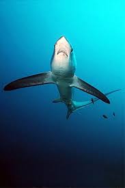 Image result for Alopias superciliosus