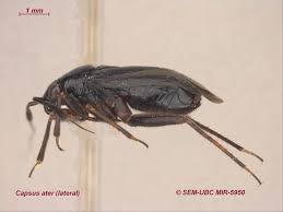 Attēlu rezultāti vaicājumam “Capsus ater”