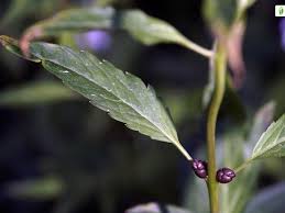 Attēlu rezultāti vaicājumam “Cardamine bulbifera leaf”