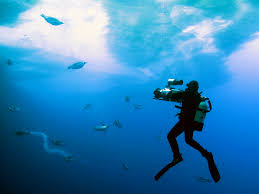 Image result for Durley Dolphin Diver