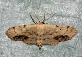 Attēlu rezultāti vaicājumam “Idaea dimidiata”