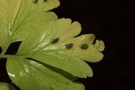 Attēlu rezultāti vaicājumam “Tranzschelia anemones”