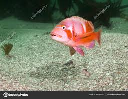 Image result for Chrysoblephus laticeps
