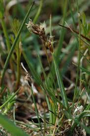 Attēlu rezultāti vaicājumam “Blysmus compressus leaf”