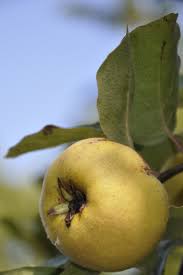 Attēlu rezultāti vaicājumam “Cydonia oblonga fruit”
