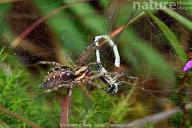 Attēlu rezultāti vaicājumam “Agelena labyrinthica”