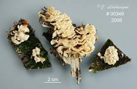 Attēlu rezultāti vaicājumam “Antrodiella semisupina”