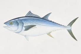 Image result for Thunnus thynnus