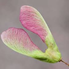 Attēlu rezultāti vaicājumam “Acer tataricum subsp. ginnala bud”