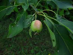 Attēlu rezultāti vaicājumam “Malus prunifolia fruit”