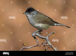 Attēlu rezultāti vaicājumam “Sylvia atricapilla male”