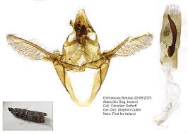 Attēlu rezultāti vaicājumam “Ortholepis betulae”