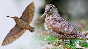 Attēlu rezultāti vaicājumam “Scolopax rusticola juvenile”