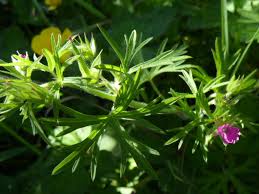 Attēlu rezultāti vaicājumam “Geranium dissectum leaf”