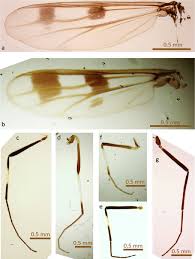 Attēlu rezultāti vaicājumam “Cricotopus male”