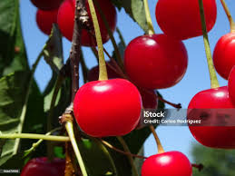 Attēlu rezultāti vaicājumam “Cerasus fruit”