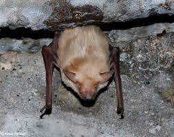 Attēlu rezultāti vaicājumam “Eptesicus serotinus”