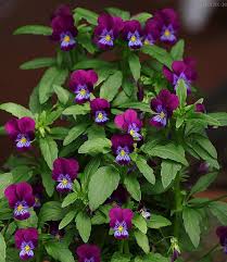 Image result for Hornveilchen