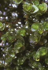 Attēlu rezultāti vaicājumam “Jungermannia leiantha sporophyte”