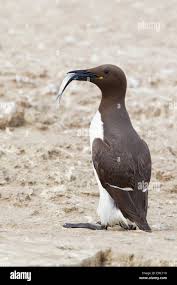 Image result for Uria aalge