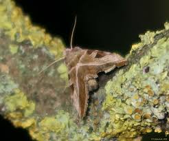 Attēlu rezultāti vaicājumam “Eucarta virgo”