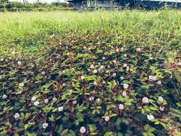 Image result for pohon semalu images